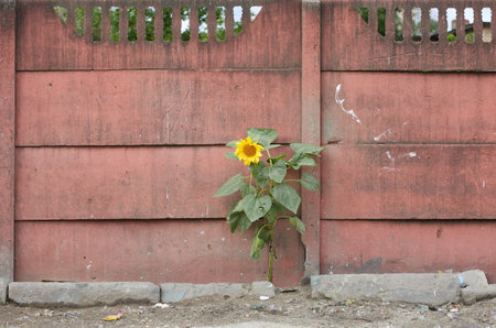 A lonely sunflower grows near a pink concrete fenceの写真素材