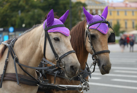 Two horses' heads in harness with foreheadsの写真素材