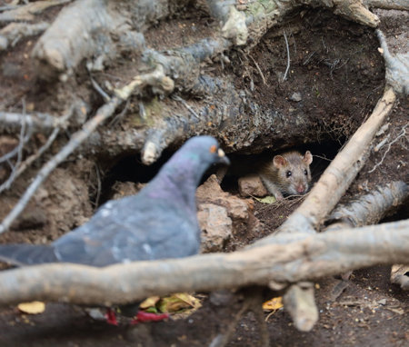 A wild rat crawls out of a hole in the ground under the roots of a tree
