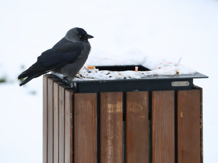 A jackdaw is sitting on the edge of a trash binの写真素材