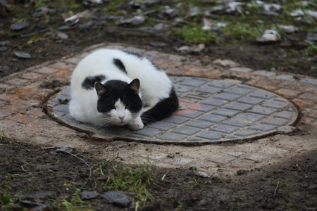 A black and white cat basks on a metal manhole coverの写真素材