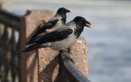 A crow with a piece of bread in its beak sits on the fence of the river embankmentの写真素材