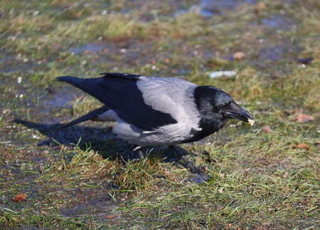 A crow pecks at food found in last year's lawn grass