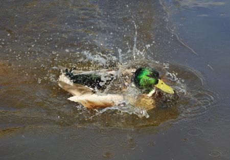 Wild drake with splashes bathing in the riverの写真素材