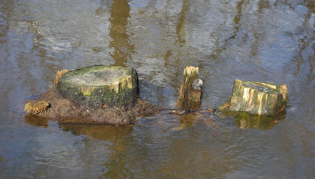 Three old stumps in the river waterの写真素材