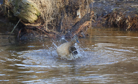 Wild duck with splashes bathing in the riverの写真素材