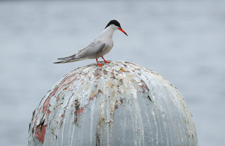A river tern sits on a metal sphere with peeling paintの写真素材
