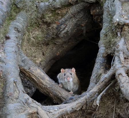A wild rat crawls out of a hole in the ground under the roots of a treeの写真素材