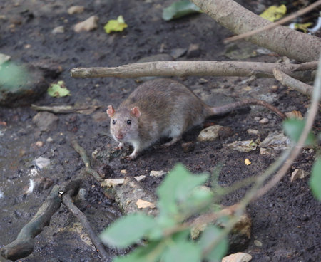 A wild rat sits on the ground among the branchesの写真素材