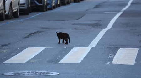 A black cat crosses the road at a pedestrian crossingの写真素材