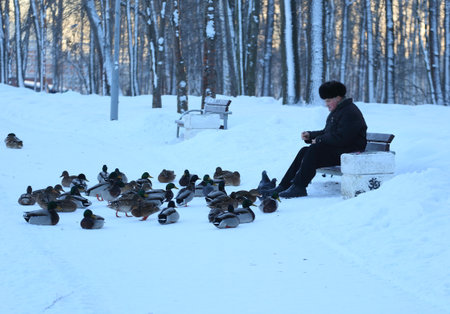 An elderly man sitting on a park bench feeds birds in the snow,のeditorial素材
