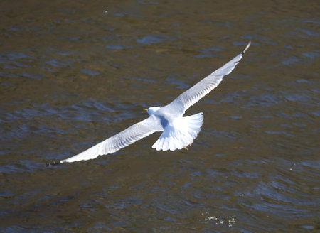 The flight of a seagull over dark water