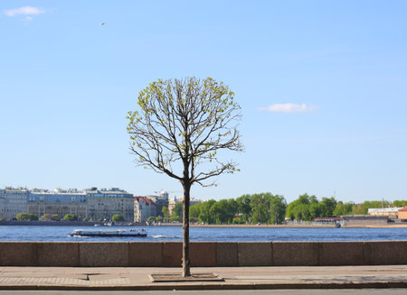A tree with young leaves on the river embankment in the cityの写真素材