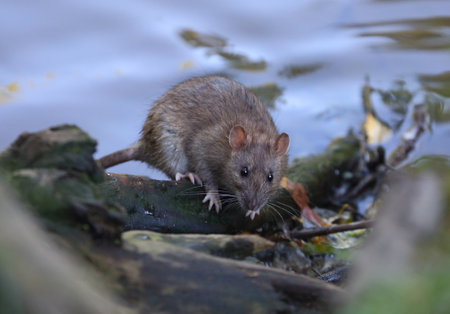 A wild rat is sitting on a coastal snagの写真素材