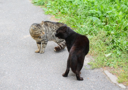 A gray cat and a black cat are talking on the asphalt near the lawnの写真素材