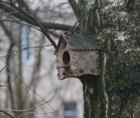 An empty wooden birdhouse on a birch tree in the garden in autumn