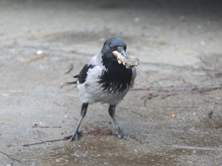 Standing on the asphalt, a crow holds a piece of bread in its beakの写真素材