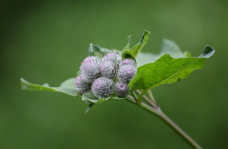 Inflorescence of thorns of burdock