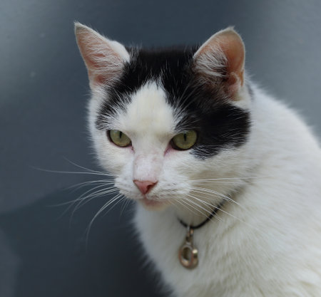 Portrait of a black and white domestic catの写真素材