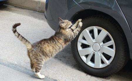 Standing on its hind legs, a gray striped cat sharpens its claws on the wheel of a black carの写真素材