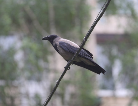 A crow is sitting on a taut wire