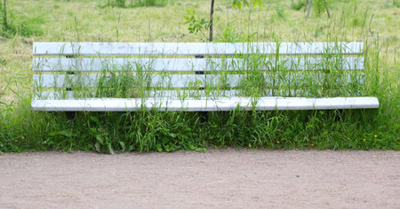 Green grass grows through the cracks between the boards of a white wooden park benchの写真素材