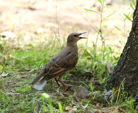 A starling with an open beak is standing on the ground near a tree