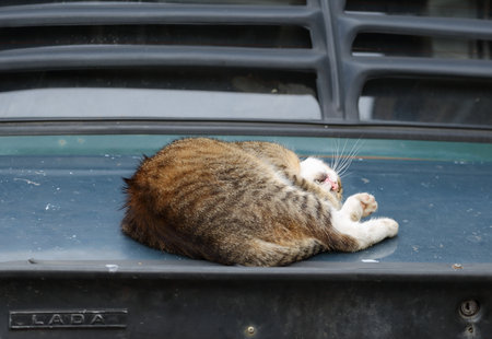 A three-colored striped cat is sleeping curled up on the trunk lid of a blue old Soviet carの写真素材
