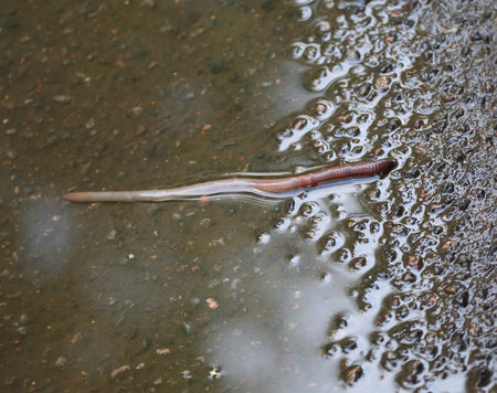 The earthworm crawls out of a puddle on the pavement