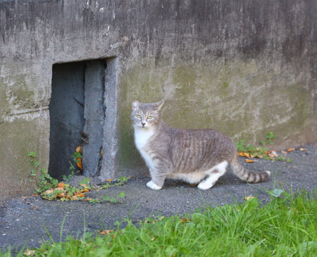 A gray cat is standing on the asphalt near the basement windowの写真素材