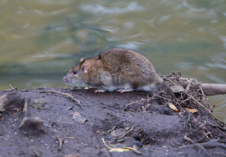 A wild rat stands on the riverbank near the waterの写真素材