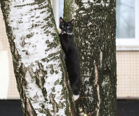 A black and white green-eyed cat climbs a thick treeの写真素材