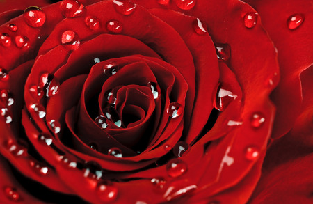 beautiful close-up rose with water dropsの写真素材