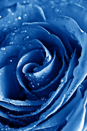 beautiful blue rose with water dropsの写真素材