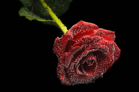 abstract beautiful underwater red roseの写真素材