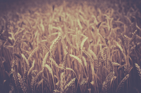 photo of background, backdrop of  ears on the beautiful wheat field toned in retro vintage styleの写真素材