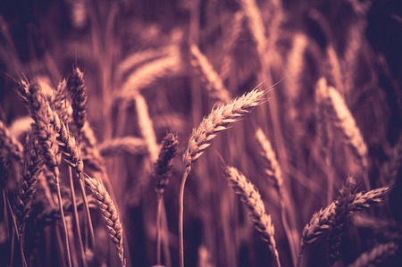 photo of background, backdrop of  ears on the beautiful wheat field toned in retro vintage styleの写真素材