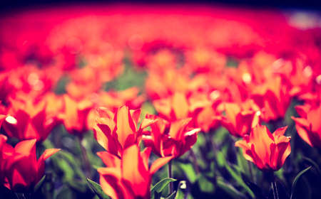 Background of spring tulips under sun toned in old-fashioned styleの写真素材