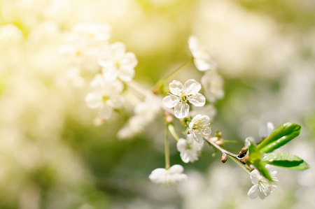 beautiful closeup spring blossoming treeの写真素材