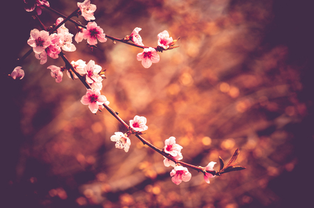 Close up toned photo of blossom cherry sakura treeの写真素材
