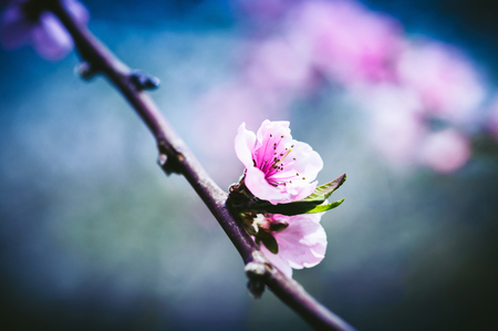 Close up toned photo of blossom cherry sakura treeの写真素材