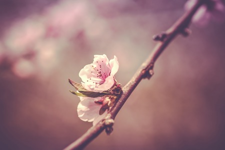 Close up toned photo of blossom cherry sakura treeの写真素材