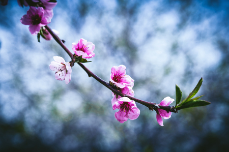 Close up toned photo of blossom cherry sakura treeの写真素材
