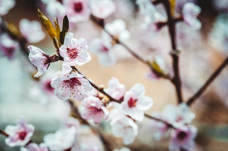 Close up toned photo of blossom cherry sakura treeの写真素材