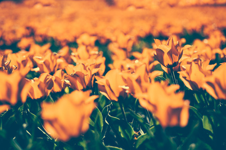 Background of spring tulips under sun toned in old-fashioned style
