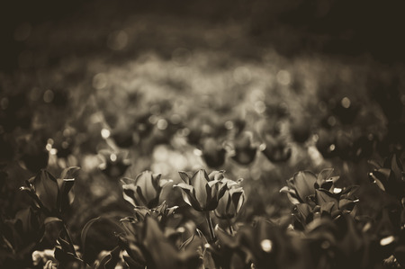 spring tulips under sun toned in sepia and retro styleの写真素材