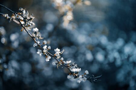 Photo of closeup blossoming tree in forest or park. Beautiful nature backgroundの写真素材