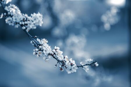 Photo of closeup blossoming tree in forest or park. Beautiful nature backgroundの写真素材