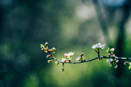 Photo of closeup blossoming tree in forest. Beautiful nature background
