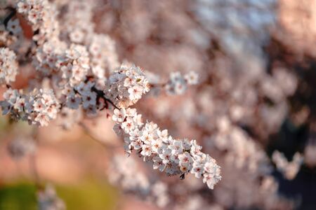 Photo of closeup blossoming tree in forest or park. Beautiful nature backgroundの写真素材